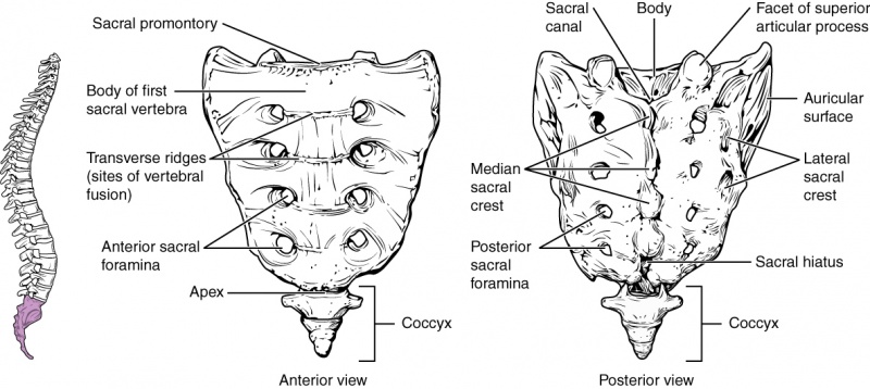 Sacral Vertebrae Diagram